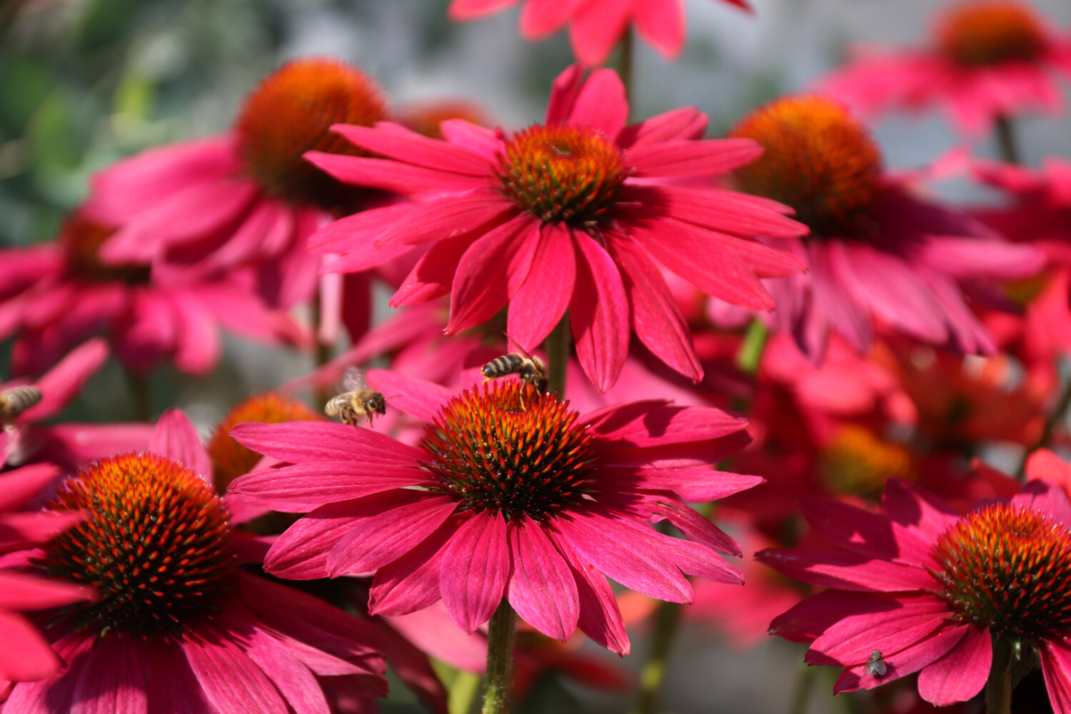 Echinacea Sombrero 19 cm | Lagerhaus Salzburg