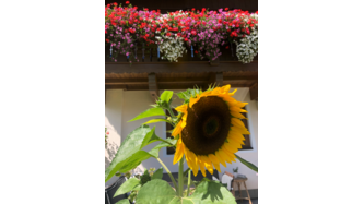 Die Herbstzeit beginnt. Die Sonnenblume strahlt mit den Balkonblumen um die Wette. 